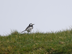 Motacilla alba yarrellii