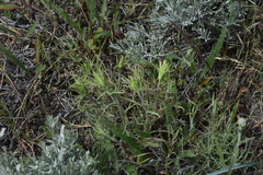 Castilleja thompsonii