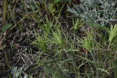 Castilleja thompsonii