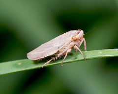 Hemiptera