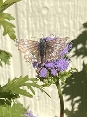 Burnsius communis