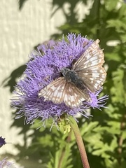 Burnsius communis