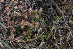 Polemonium micranthum