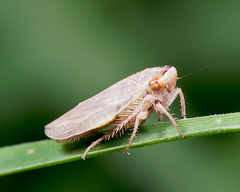 Hemiptera