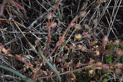Polemonium micranthum