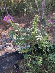 Cleome houtteana