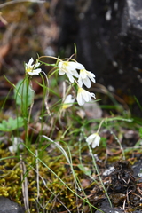 Gagea serotina