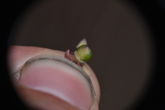 Polemonium micranthum