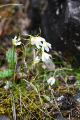 Gagea serotina