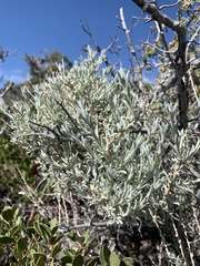 Tetradymia canescens