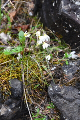 Gagea serotina