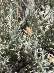 Tetradymia canescens