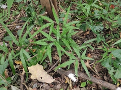 Pteris cretica
