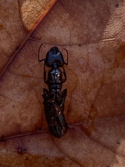 Camponotus