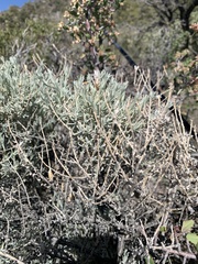Tetradymia canescens