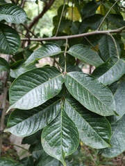 Bursera