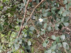 Camellia oleifera