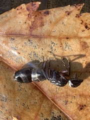Camponotus