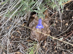 Penstemon caespitosus