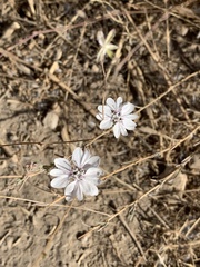 Blepharipappus scaber