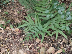 Pteris oshimensis