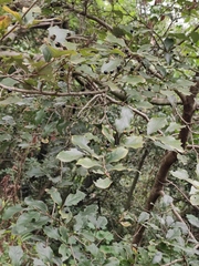 Lindera glauca