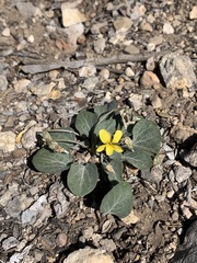 Viola charlestonensis