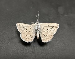 Glaucopsyche lygdamus