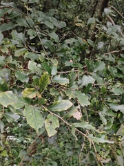 Lindera glauca