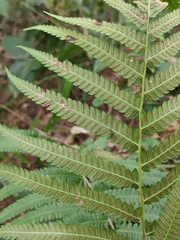 Christella acuminata