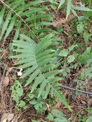 Christella acuminata