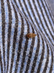 Kleidocerys resedae