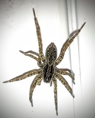 Trochosa niveopilosa