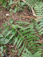 Christella acuminata