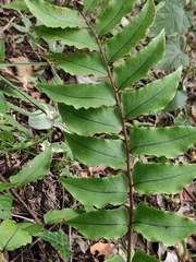 Cyrtomium caryotideum