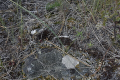 Calochortus macrocarpus macrocarpus