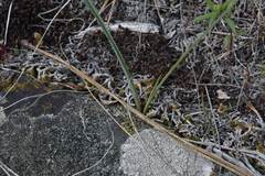 Calochortus macrocarpus macrocarpus