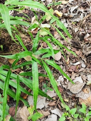 Pteris cretica