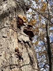 Climacodon septentrionalis