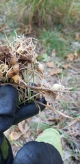 Allium vineale