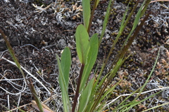 Hieracium scouleri