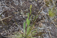 Hieracium scouleri