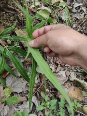 Pteris cretica