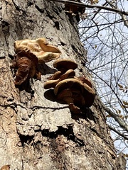 Climacodon septentrionalis