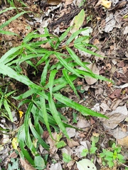 Pteris cretica