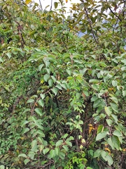 Actinidia arguta