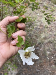 Rubus deliciosus