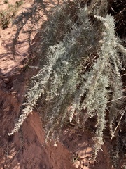 Artemisia filifolia