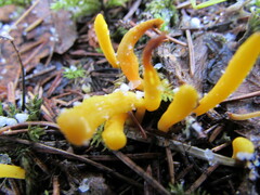 Calocera viscosa