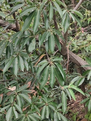 Lindera megaphylla